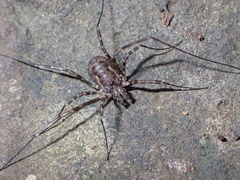Metadasylobus fuscoannulatus