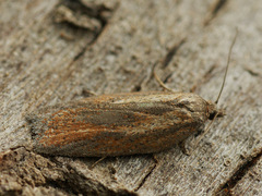 Acleris rufana