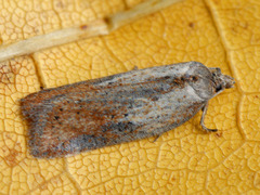 Acleris rufana