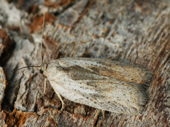 Acleris rufana