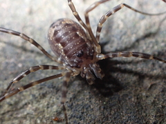 Metadasylobus fuscoannulatus