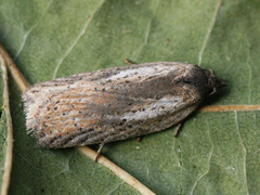 Acleris rufana