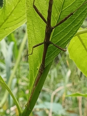 Phasmida