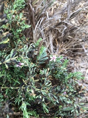 Frankenia salina