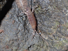 Talitridae