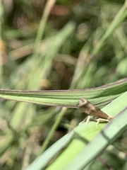 Parapediasia teterrellus