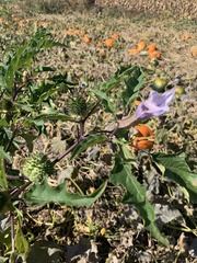 Datura