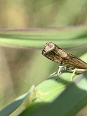 Parapediasia teterrellus