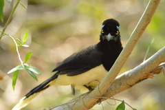 Cyanocorax chrysops