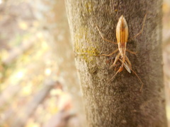 Nabis limbatus