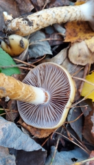 Cortinarius trivialis