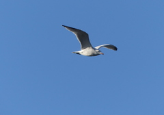 Ichthyaetus audouinii