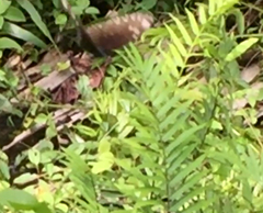 Euploea