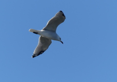 Ichthyaetus audouinii