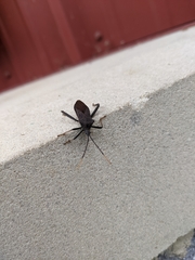 Acanthocephala terminalis