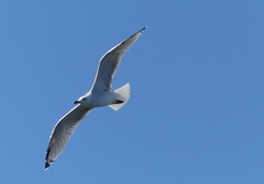 Ichthyaetus audouinii