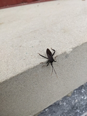 Acanthocephala terminalis