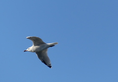 Ichthyaetus audouinii