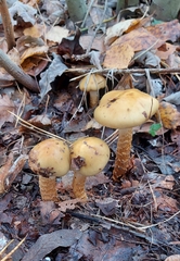 Cortinarius trivialis