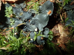 Peltigera hymenina