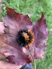 Lophocampa