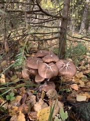 Armillaria borealis