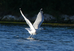 Ichthyaetus audouinii