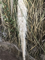 Cortaderia rudiuscula