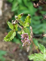 Mentha longifolia