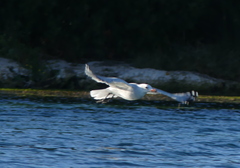 Ichthyaetus audouinii