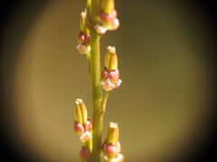 Triglochin palustris