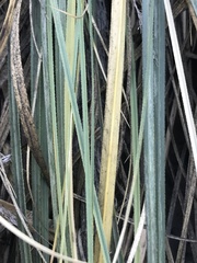 Cortaderia rudiuscula