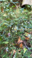 Symphyotrichum lateriflorum