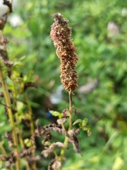 Mentha longifolia