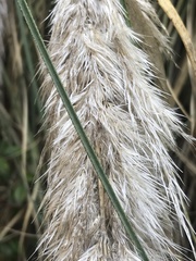 Cortaderia rudiuscula
