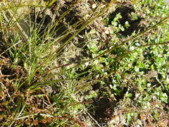 Triglochin palustris
