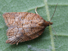Acleris shepherdana