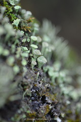 Cladonia chlorophaea