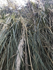 Cortaderia rudiuscula