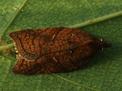 Acleris shepherdana