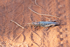 Macrolobalia ocellata