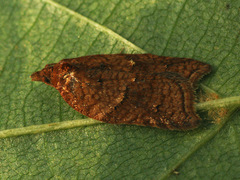 Acleris shepherdana
