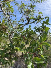 Zanthoxylum