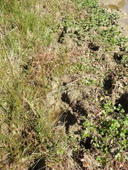 Triglochin palustris