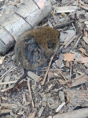 Microtus pennsylvanicus