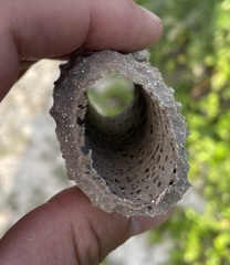 Callyspongia aculeata