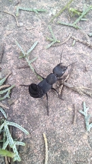 Ocypus olens