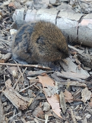 Microtus pennsylvanicus