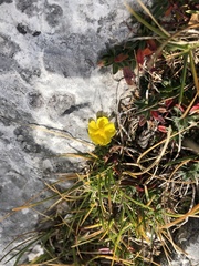 Helianthemum