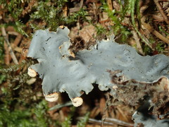 Peltigera hymenina